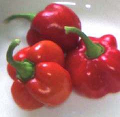 habanero.jpg